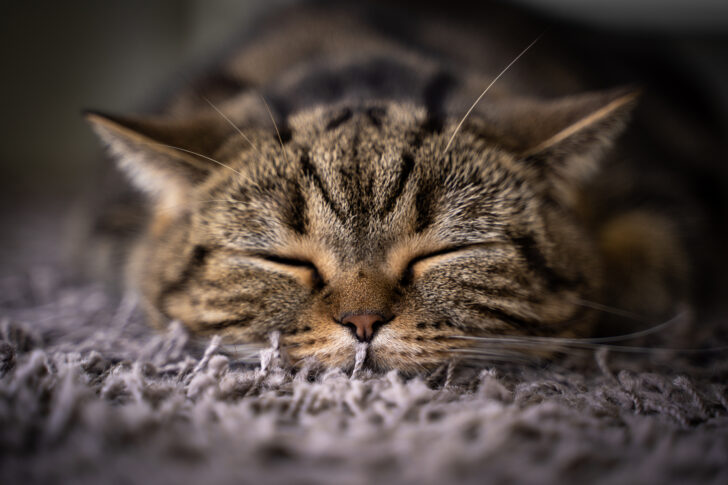 Your Guide to Buying a Cattery